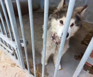 Przybyło psów w schronisku w Henrykowie koło Leszna. Ilość zatrważająca