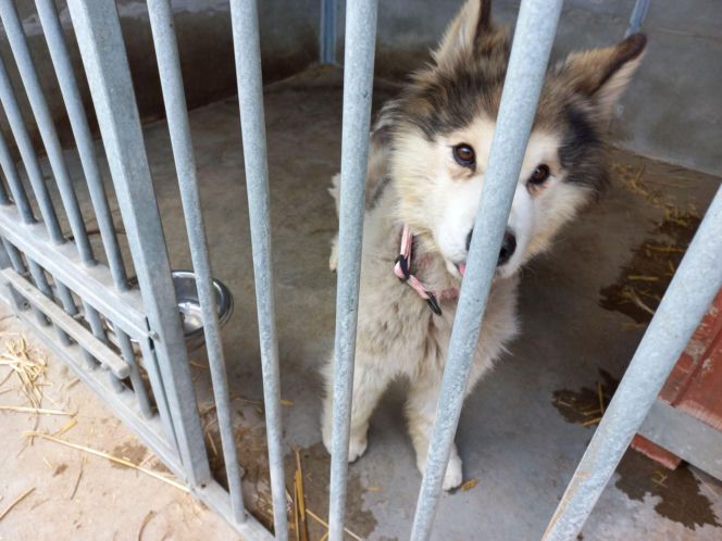 Przybyło psów w schronisku w Henrykowie koło Leszna. "Ilość zatrważająca"