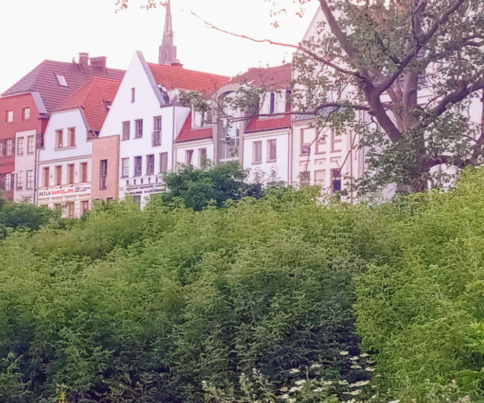 Szczecin: Od lat zarastała chaszczami. Pusta działka na Podzamczu przestanie straszyć?