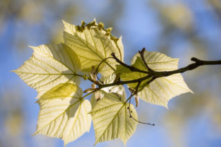 Klon zielonokory - Acer tegmentosum