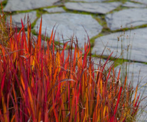 Imperata cylindryczna 'Red Baron'