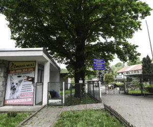 Joanna Scheuring Wielgus oddała psy do schroniska, bo chciała wynająć dom?