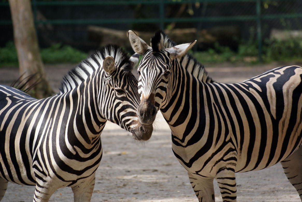 3. Majówka w łódzkim zoo