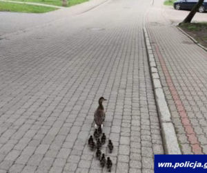 Tym razem bez mandatu! Policja eskortowała nieodpowiedzialnych pieszych
