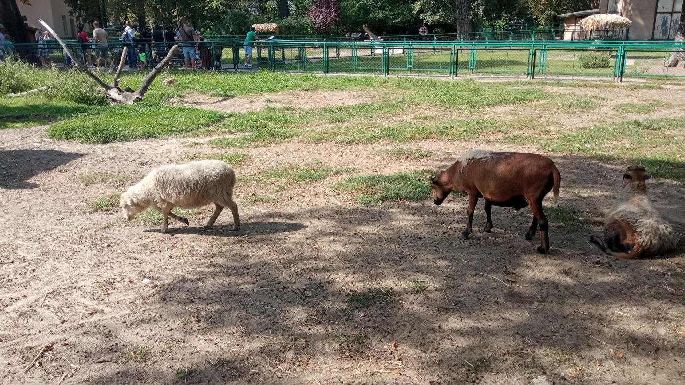 Stare ZOO w Poznaniu. Idealne miejsce na rodzinne spacery w sercu miasta 