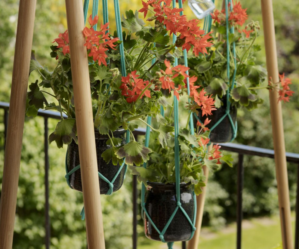 Pelargonie w makramie