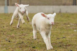 Nowe jagnięta w Zwierzętarni ZUT