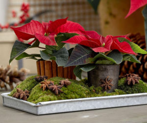 Mini gwiazda betlejemska