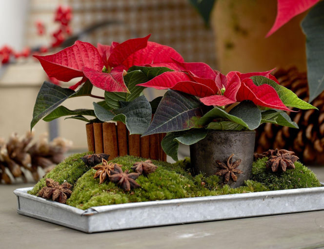 Mini gwiazda betlejemska