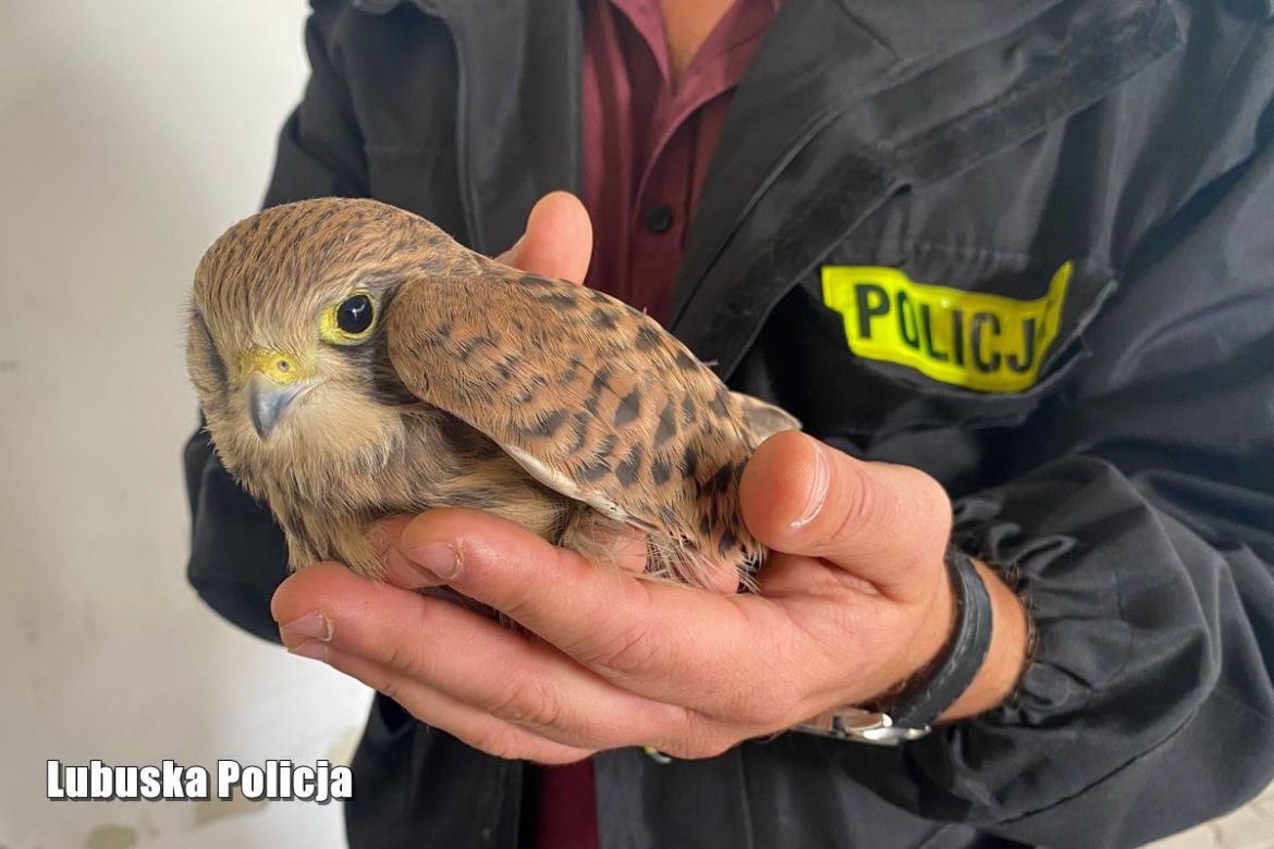 Z sufitu w komendzie dobiegały dziwne dźwięki. Oczom policjantów ukazał się niecodzienny widok!