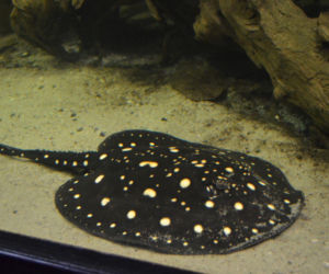 Palmiarnia w Gliwicach