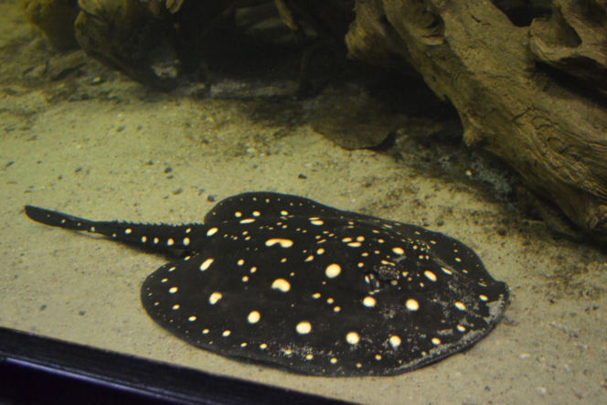 Palmiarnia w Gliwicach