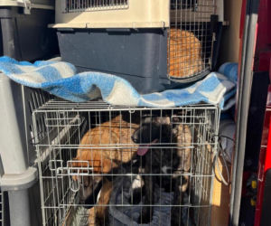 Koniec psiego piekła pod Kcynią. Rodzinny biznes zamienili w fabrykę cierpienia