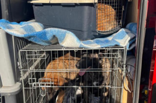 Koniec psiego piekła pod Kcynią. Rodzinny biznes zamienili w fabrykę cierpienia