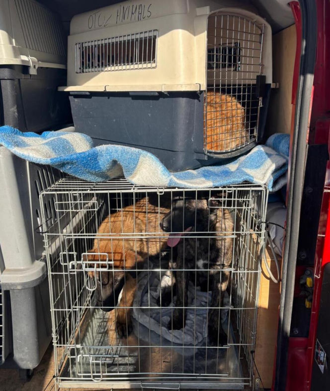 Koniec psiego piekła pod Kcynią. Rodzinny biznes zamienili w fabrykę cierpienia