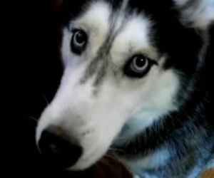 Mishka 2