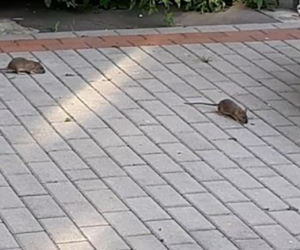 Plaga Szczurów na Międzynarodowej