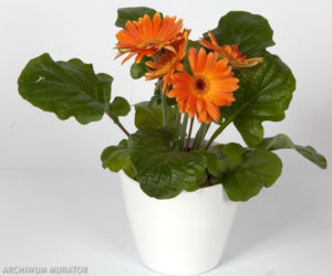 Gerbera
