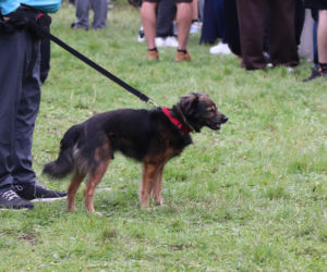 XIII Piknik Przyjaciół Schroniska w Toruniu. Fotorelacja z imprezy