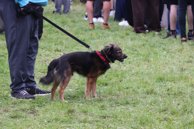 XIII Piknik Przyjaciół Schroniska w Toruniu. Fotorelacja z imprezy