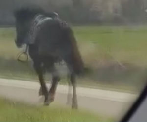 Zagalopował się na ulicach Świdnika. Policja prowadziła pościg za... osiodłanym koniem [ZDJĘCIA]