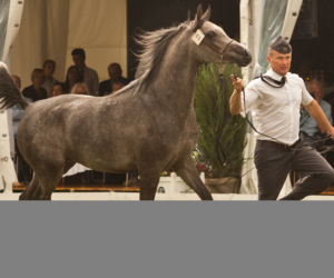 Pride of Poland 2016 w Janowie Podlaskim. 