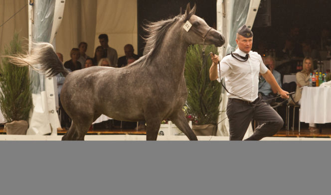 Pride of Poland 2016 w Janowie Podlaskim. 