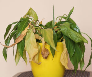 Weź 3 łyżki tych ziaren i z sercem podlej skrzydłokwiat. Roślina przebudzi się po zimie i natychmiastowo wypuści nowe pąki. Pobudzająca odżywka do skrzydłokwiatu