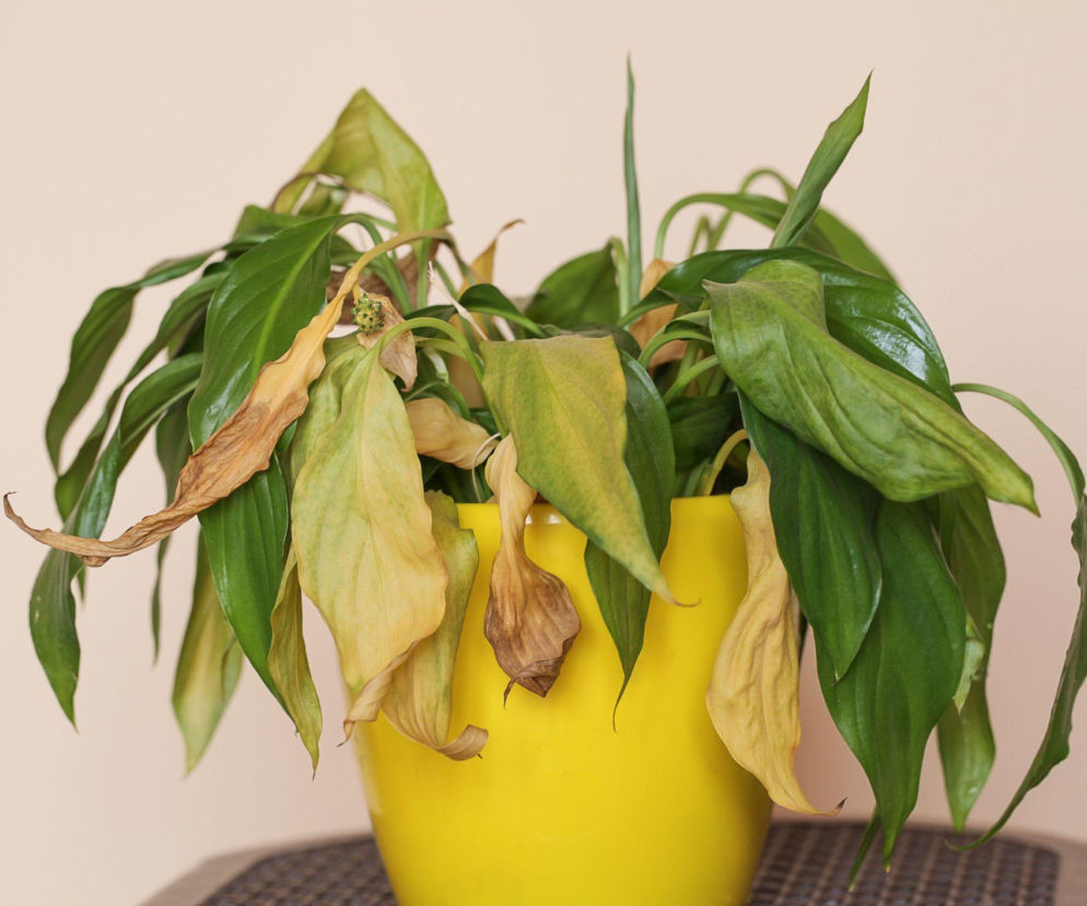 Przelany skrzydłokwiat