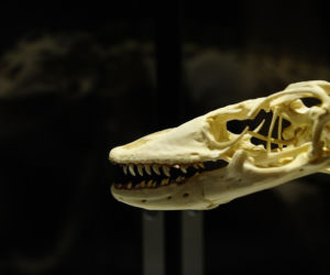 dinozaur, kości, szczątki, szkielet