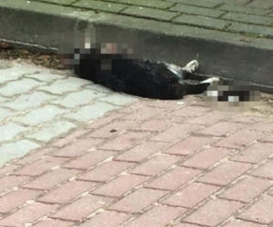 Watahy zdziczałych psów atakują wieś! Rozrywają koty, rzuciły się na dziecko!