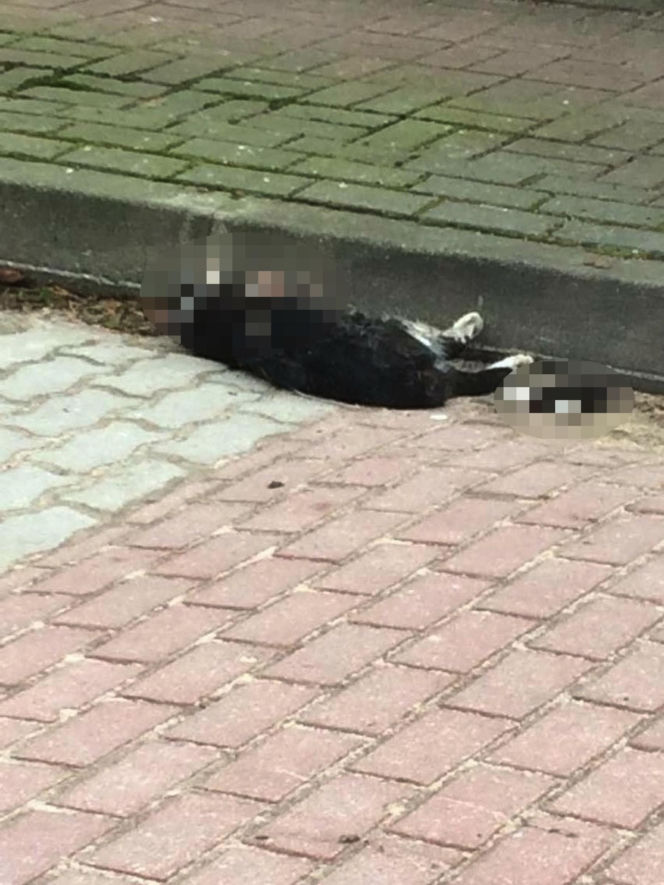 Watahy zdziczałych psów atakują wieś! "Rozrywają koty, rzuciły się na dziecko!