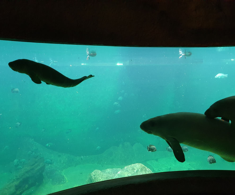 Syrena przyszła na świat we wrocławskim Zoo! Trzeci Manat w ciągu trzech lat, choć nie ostatni w tym roku