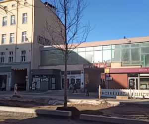 Siedmiometrowe platany już zdobią aleję Wojska Polskiego