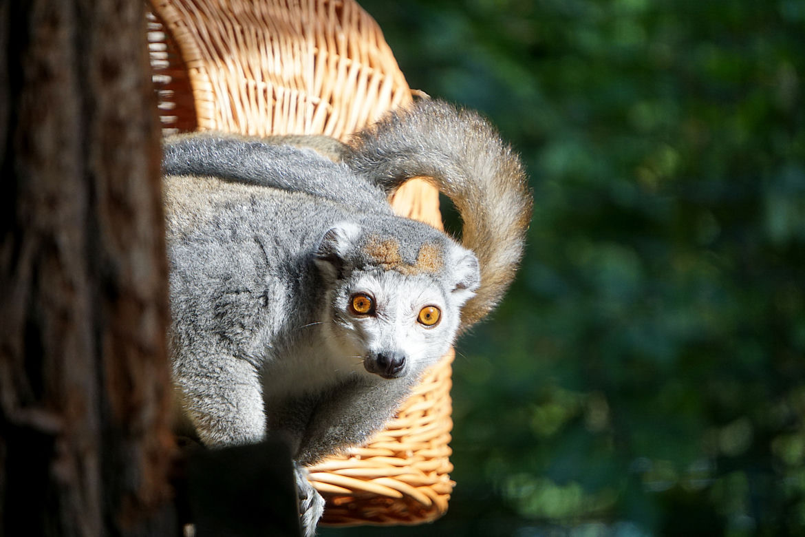 Lemury koroniaste we wrocławskim zoo
