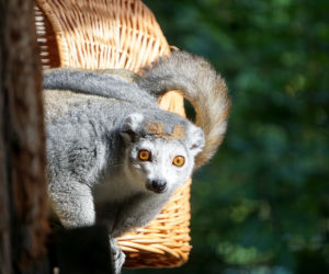 Lemury koroniaste we wrocławskim zoo