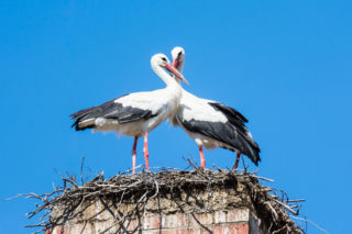 Bocianie gniazdo