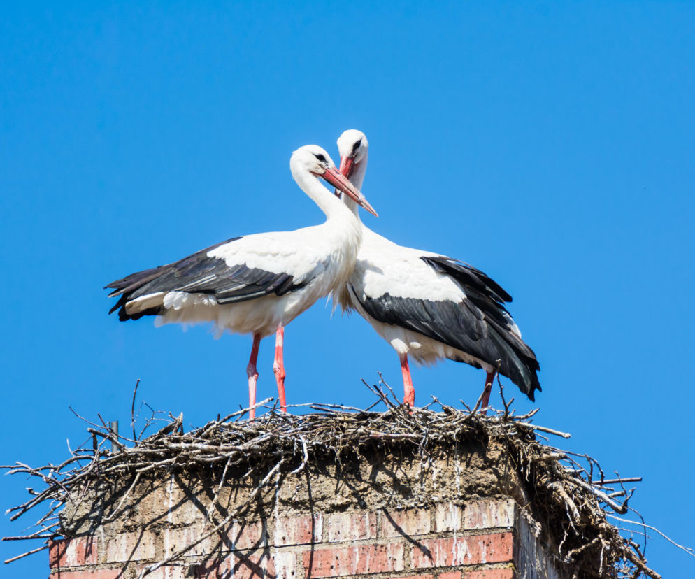 Bocianie gniazdo