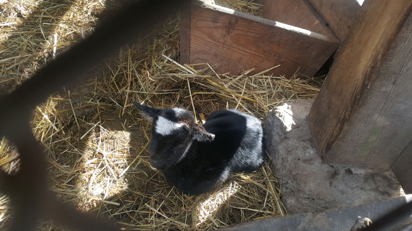 Nowe maluchy w krakowskim zoo! [GALERIA ZDJĘĆ, AUDIO]