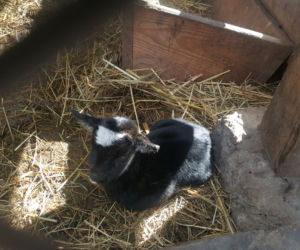 Nowe maluchy w krakowskim zoo! [GALERIA ZDJĘĆ, AUDIO]