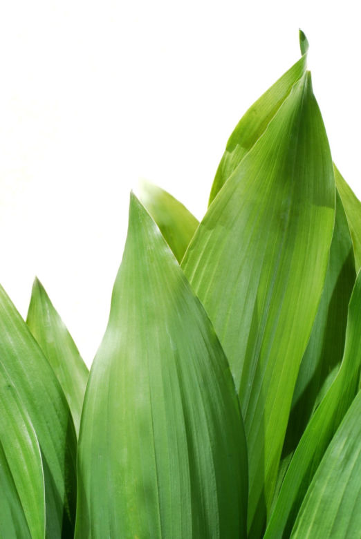 Aspidistra wyniosła