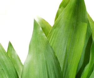 Aspidistra wyniosła