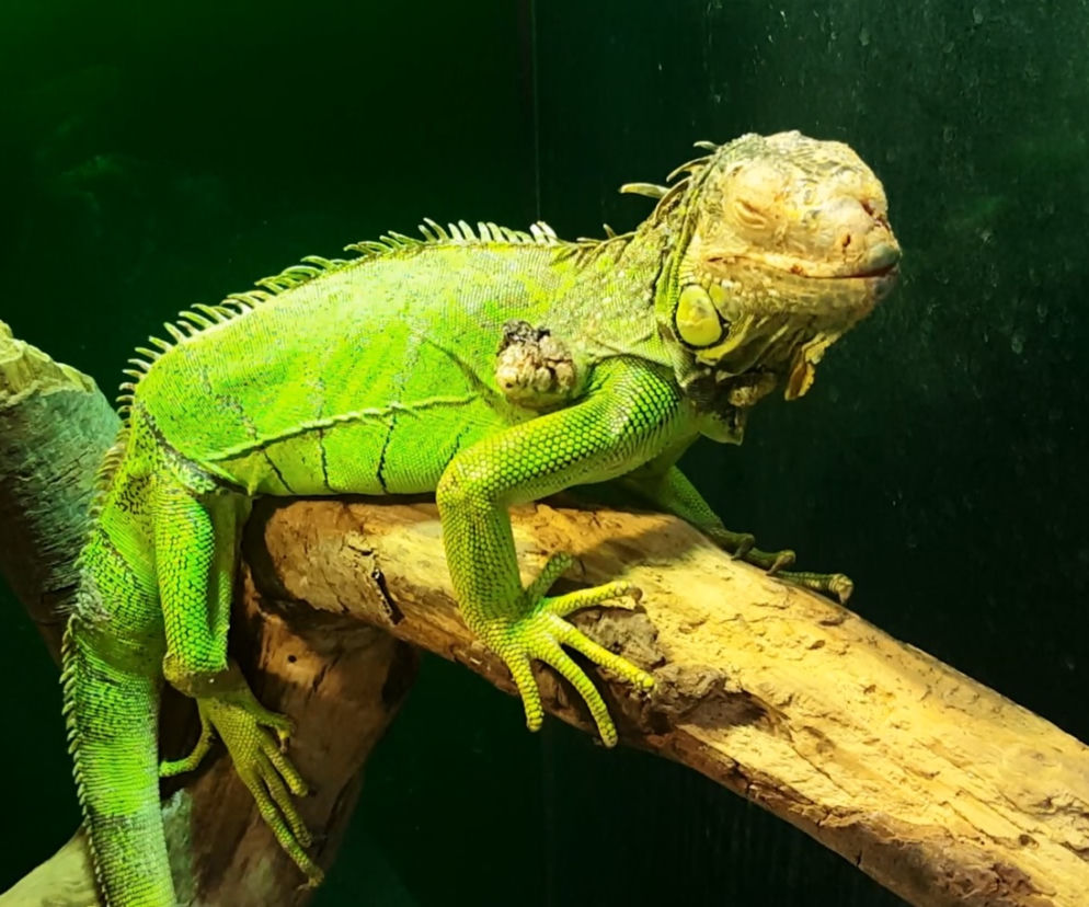 Lubelskie Egzotarium zachęca do adopcji
