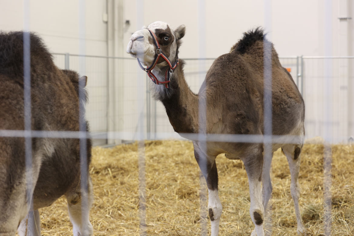 ZooPark 2023 w Lublinie przyciągnął tłumy!
