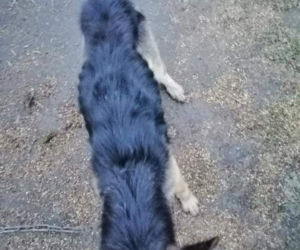 Płock. Waży 12,5 kg, a powinna 25. Właściciel tylko czekał na jej śmierć! [ZDJĘCIA]