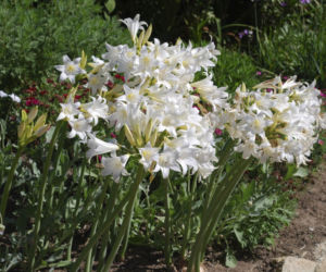 Amaryllis