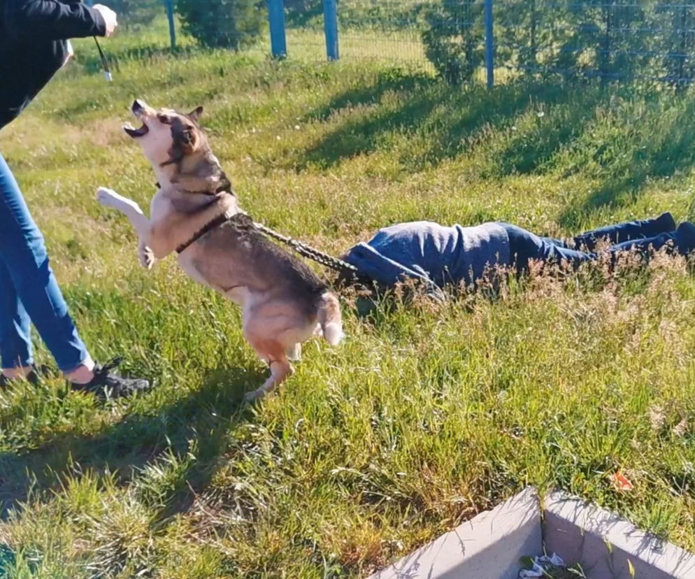 Pilnował pana nawet po jego śmierci