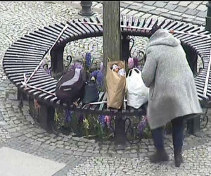 Kołobrzeg. Odłożyła zakupy i zanurkowała w klombie. 
