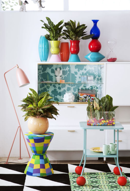 Aglaonema