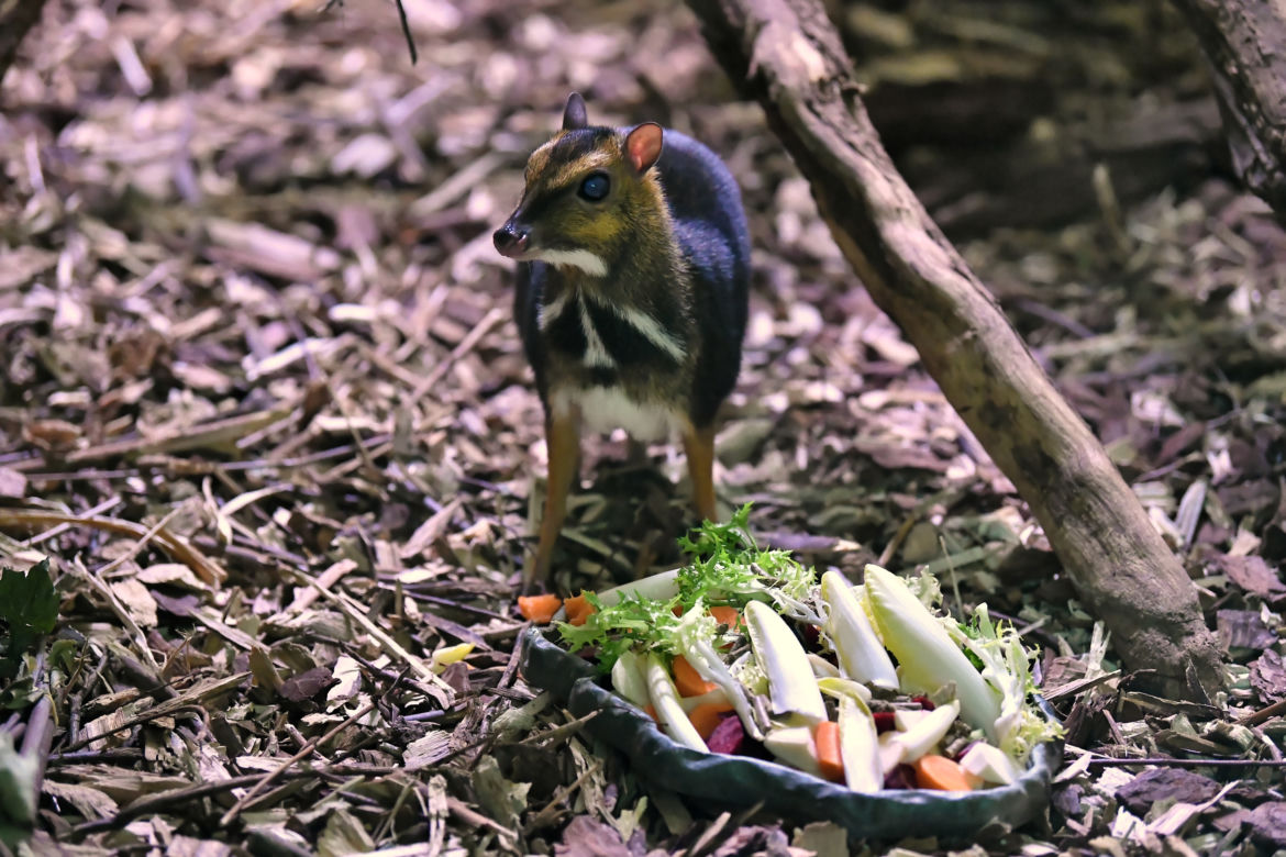 Myszojeleń we wrocławskim zoo osiągnął już rozmiary dorosłego osobnika